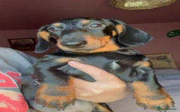 Dachshund dogs for sale: Kc reg first vac chipped licensed bundles of love  - Image 20