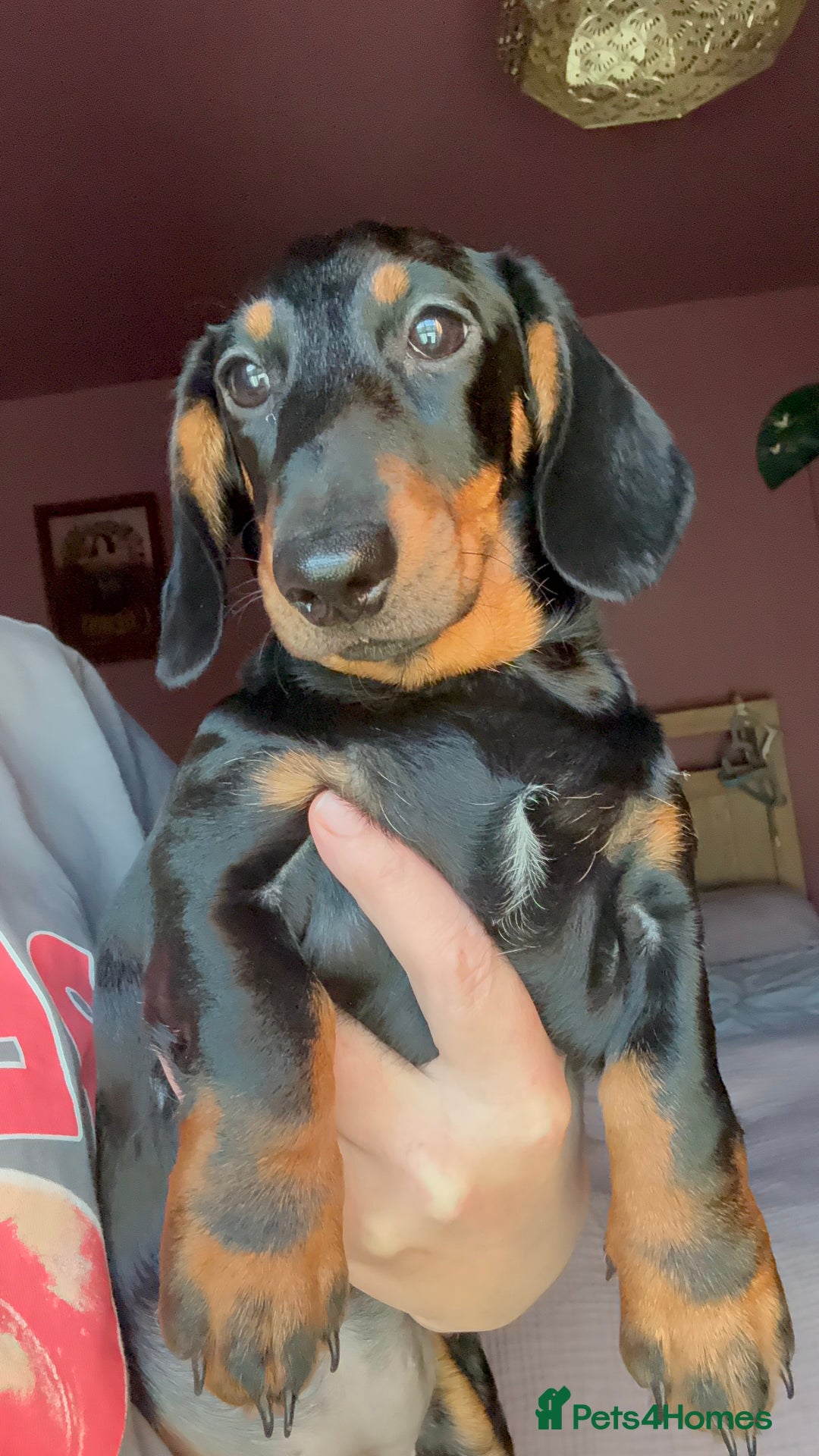 Dachshund dogs for sale: Kc reg first vac chipped licensed bundles of love  - Image 20