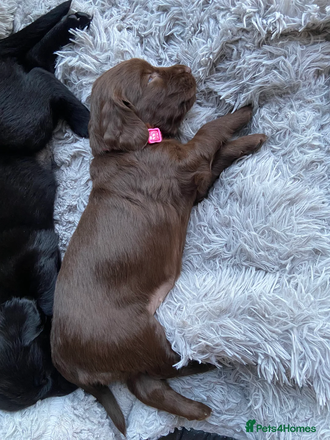 Flat coated Retriever dogs for sale: KC Reg Flat Coated Retriever pups  in Ledbury - Advert 10