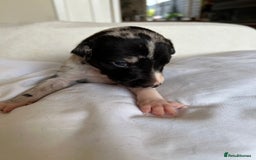 Whippet dogs for sale: Whippet/bedlington + whippet/collie - Image 6