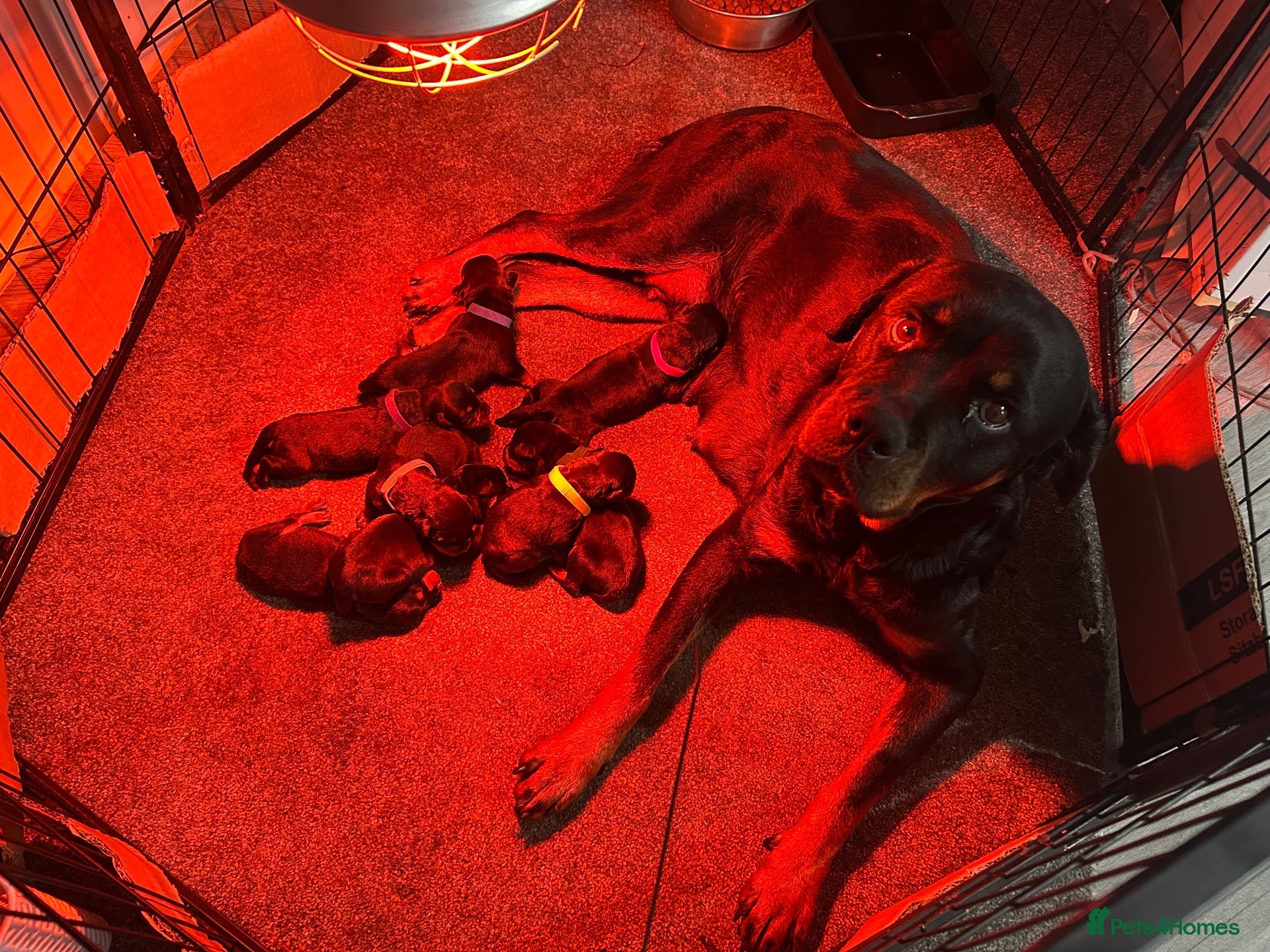 Rottweiler dogs Big chunky Rottweiler puppies  - Advert 1
