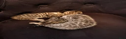 Savannah cats for sale: Absolutely striking Savannah kittens  2 left!!  - Advert 3