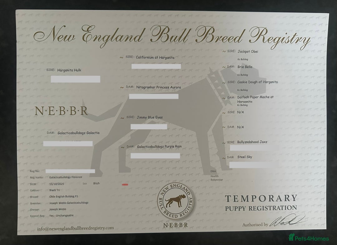 English Bulldog dogs for sale: 🌟Ready Now!🌟 - Advert 28