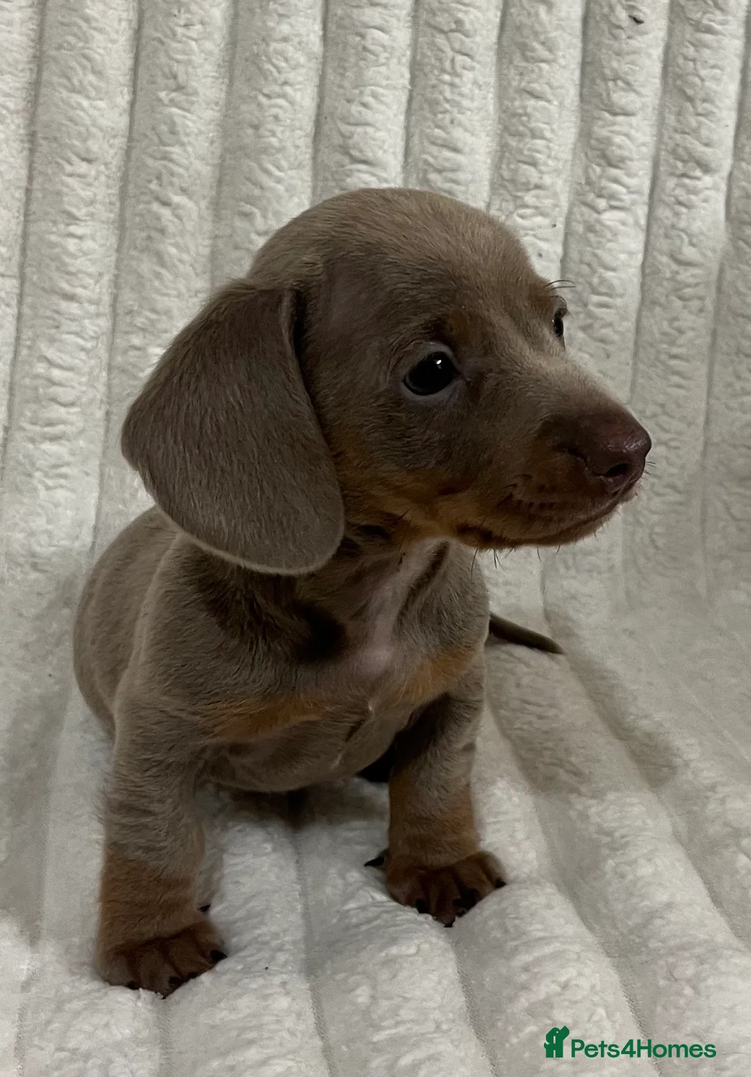 Miniature Dachshund dogs for sale: Stunning Isabella mini dachshund puppies - Advert 5