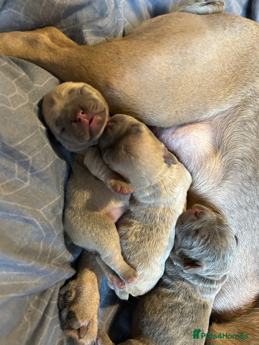 French Bulldog dogs for sale: Lilac French bulldog puppies  - Advert 8