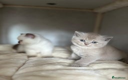 British Shorthair cats for sale: Adorable British Shorthairs available (5 females) - Image 6