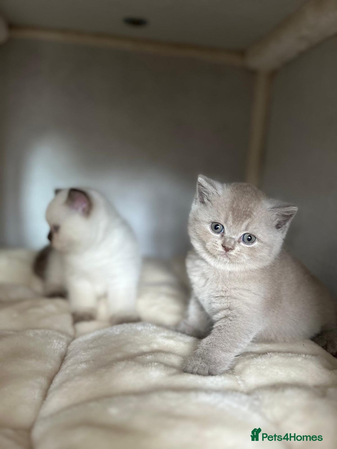 British Shorthair cats for sale: Adorable British Shorthairs available (5 females) - Image 6