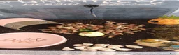 Snails invertebrates for sale: Giant African Land Snails  - Advert 6