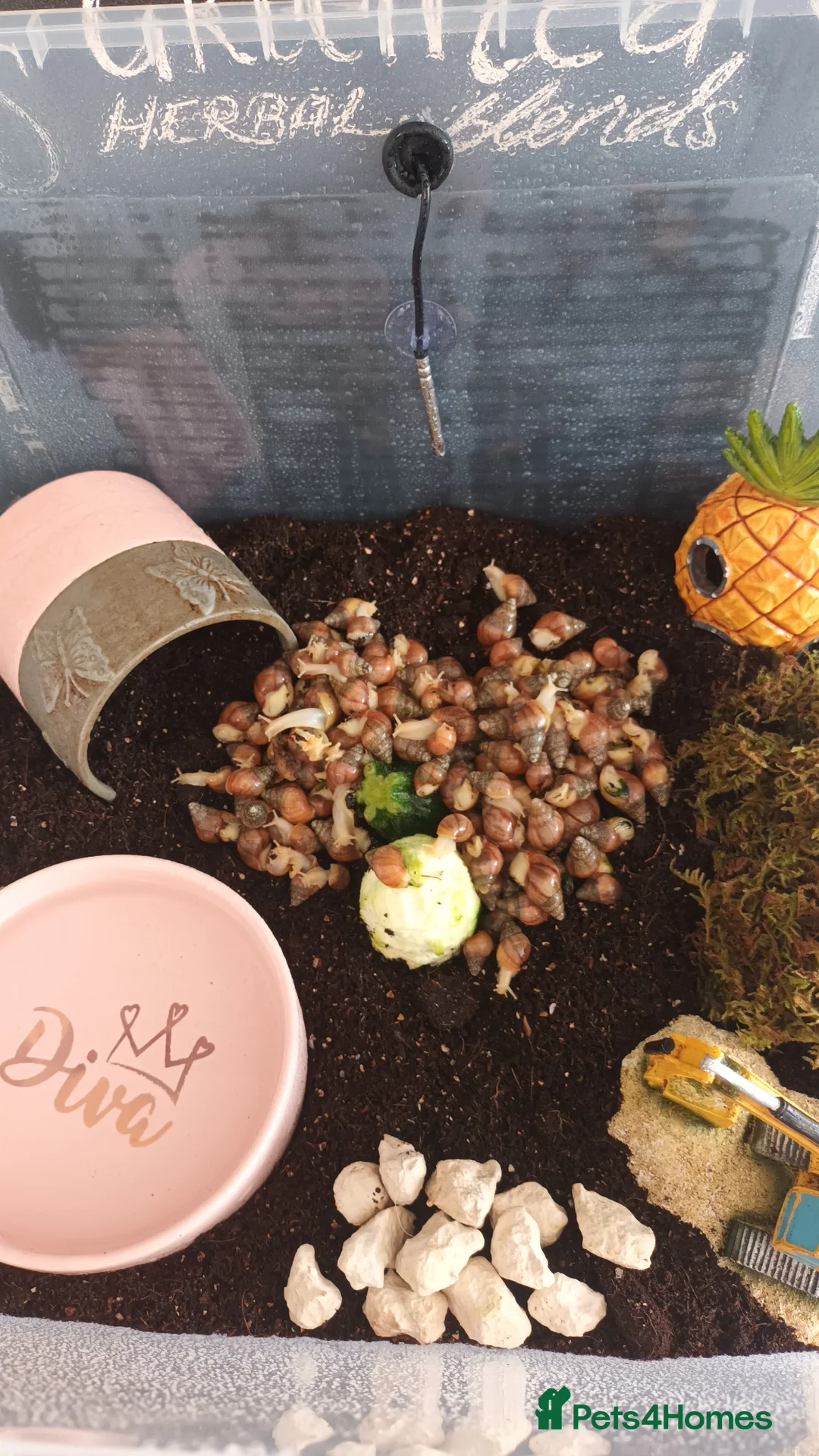 Snails invertebrates for sale: Giant African Land Snails  - Advert 6