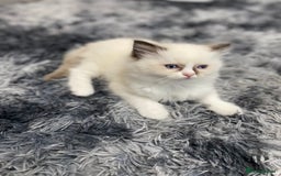 Ragdoll cats for sale: Fully Traceable Traditional Ragdoll Kittens - Advert 18