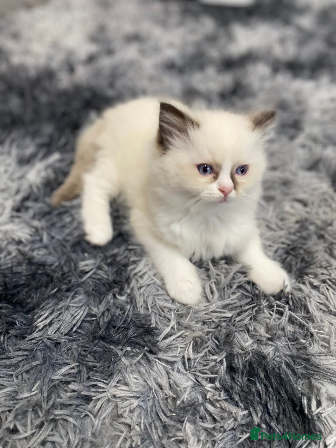 Ragdoll cats for sale: Fully Traceable Traditional Ragdoll Kittens - Advert 18