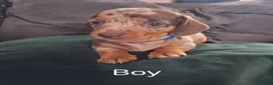 Miniature Dachshund 3