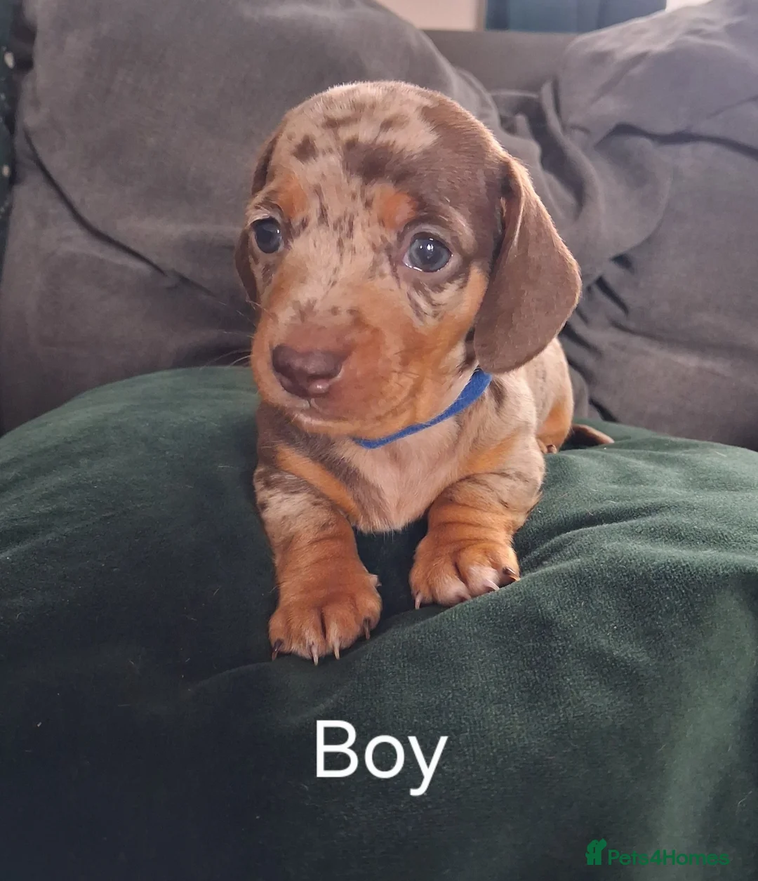Miniature Dachshund dogs for sale: Miniture Daushund Puppies - Advert 2