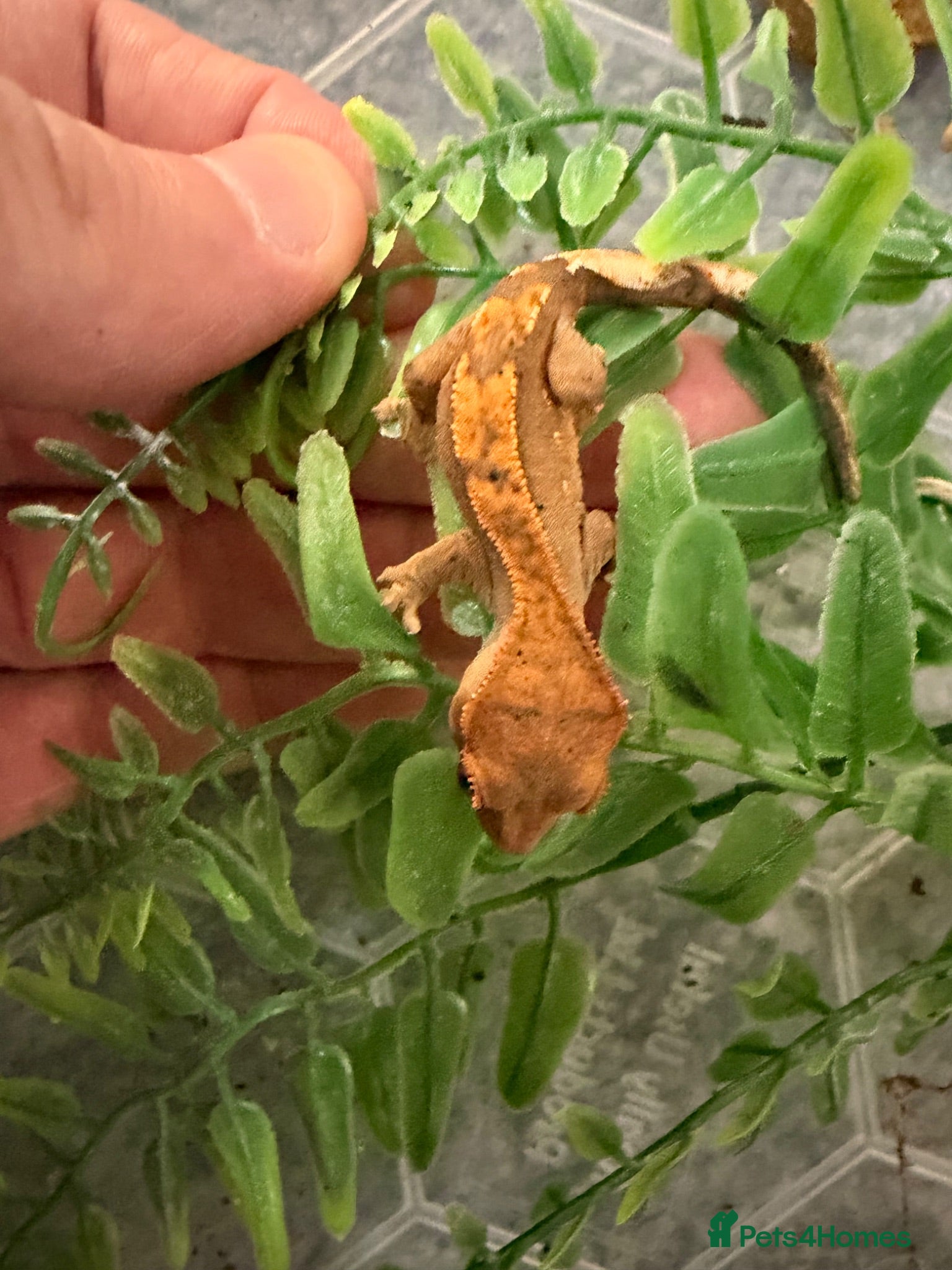 Gecko reptiles Baby crested geckos (reduced to clear) - Advert 1