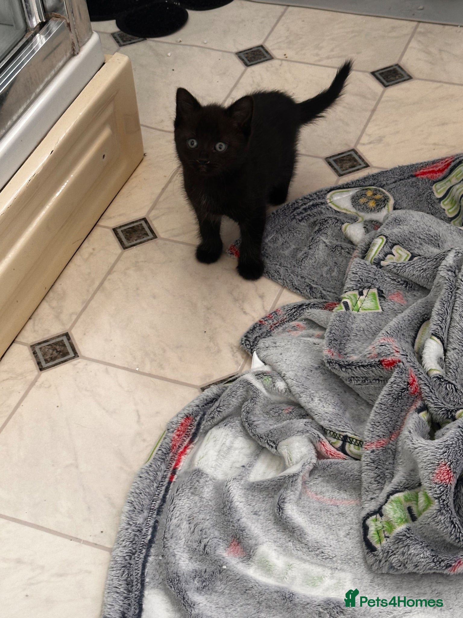 British Shorthair cats for sale: 4 beautiful kittens in Lincoln - Advert 3