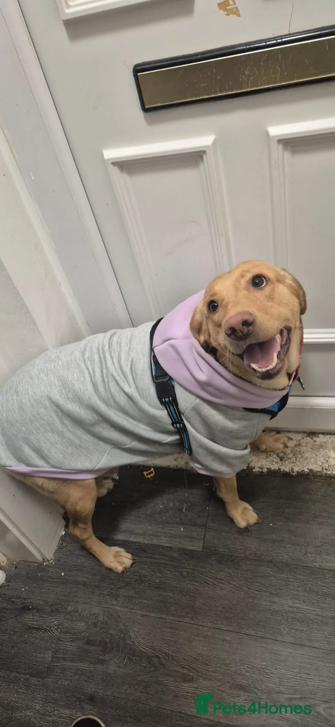 Labrador Retriever dogs for sale: Beautiful Labrador Puppies – Ready to Leave Now - Advert 1