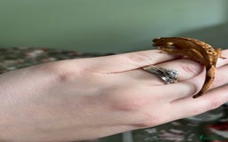 Gecko reptiles for sale: Lilly white and Dalmatian harlequin crested geckos - Image 7