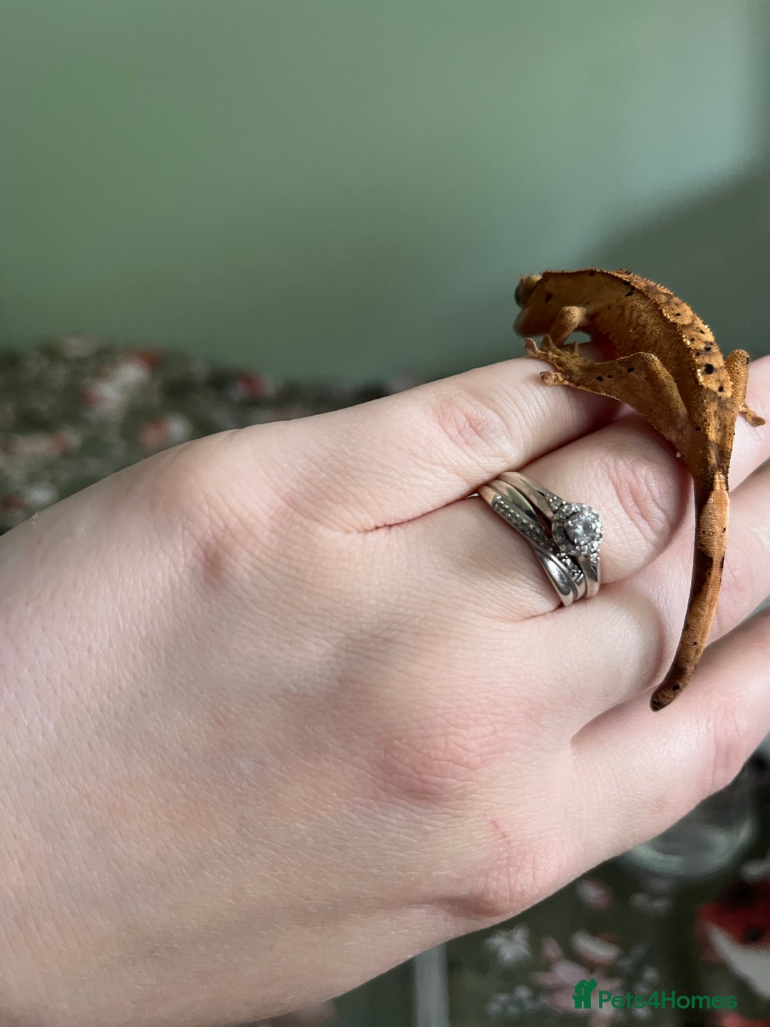 Gecko reptiles for sale: Lilly white and Dalmatian harlequin crested geckos - Image 7