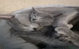 Russian Blue cats for stud: Russian blue for stud  in Burton-on-Trent - Image 11