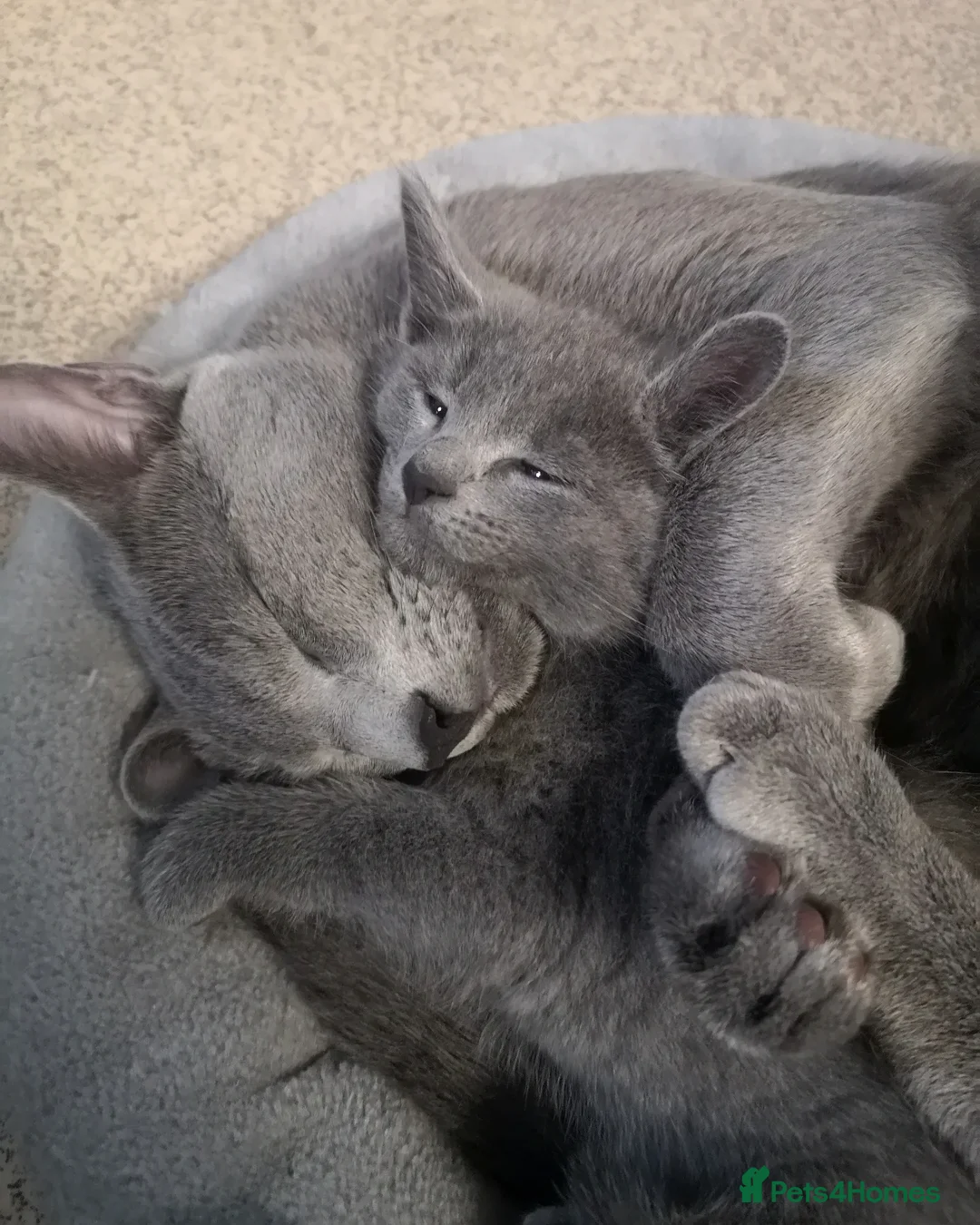 Russian Blue cats for stud: Russian blue for stud  in Burton-on-Trent - Image 11