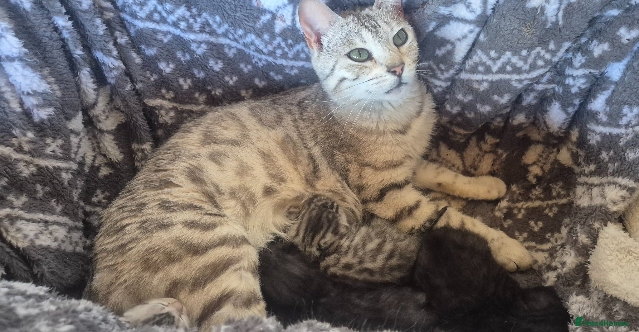 Bengal cats Bengal X British shorthair - Advert 13