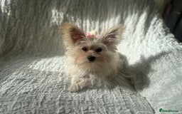 Yorkshire Terrier dogs for sale: Adorable Golddust Yorkshire Terrier Puppy! - Image 15
