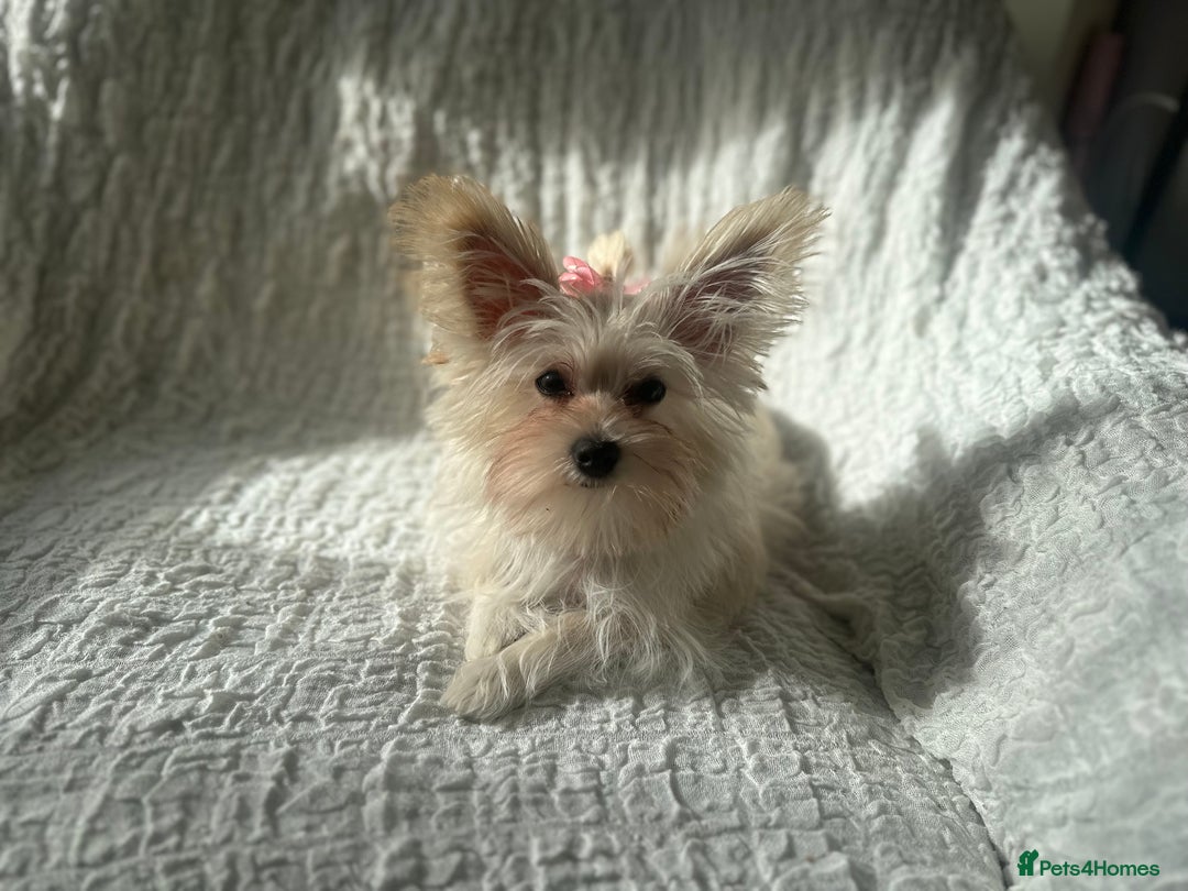 Yorkshire Terrier dogs for sale: Adorable Golddust Yorkshire Terrier Puppy! - Image 15