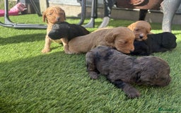 Cockapoo dogs for sale: Beautiful cockerpoo pups for sale - Image 15