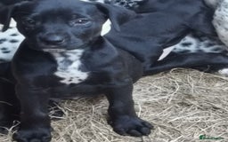 Mixed Breed dogs for sale: Dalmador - Image 2