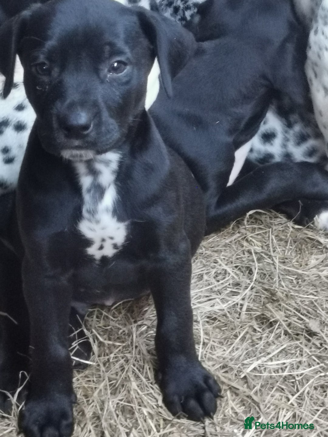 Mixed Breed dogs for sale: Dalmador - Image 2