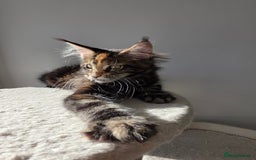 Maine Coon cats for sale: One TICA-Registered Maine Coon Kittens Available - Image 15
