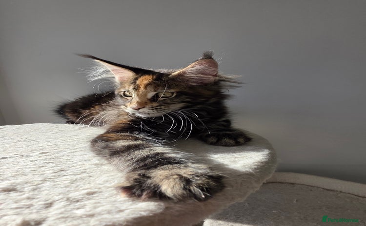 Maine Coon cats - Advert 8