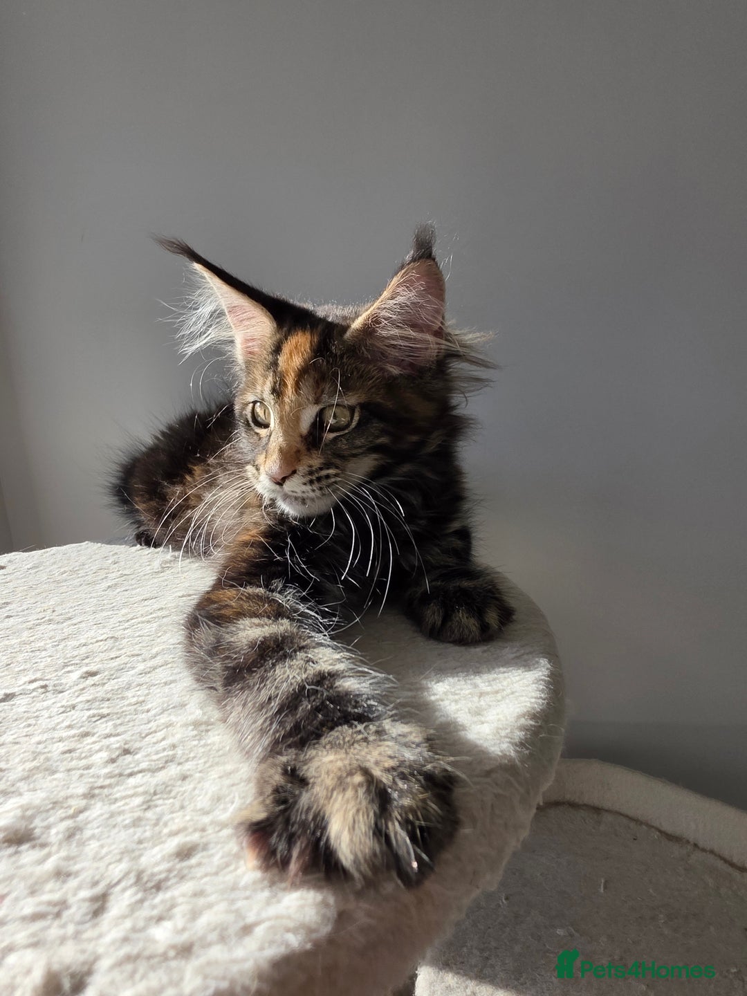 Maine Coon cats for sale: One TICA-Registered Maine Coon Kittens Available - Image 15