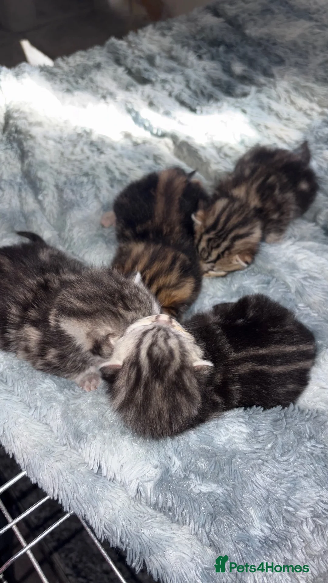 Bengal cats for sale: Bengal kittens - Advert 2