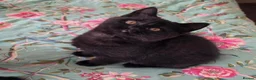 British Shorthair cats for sale: British shorthair kittens from 2 litter - Advert 11
