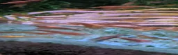 Shrimps fish for sale: Red Cherry Shrimps  in Guisborough - Advert 3