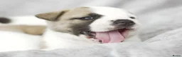 Mixed Breed dogs for sale: F1 American Bulldog x American Akita Puppies in London - Advert 6