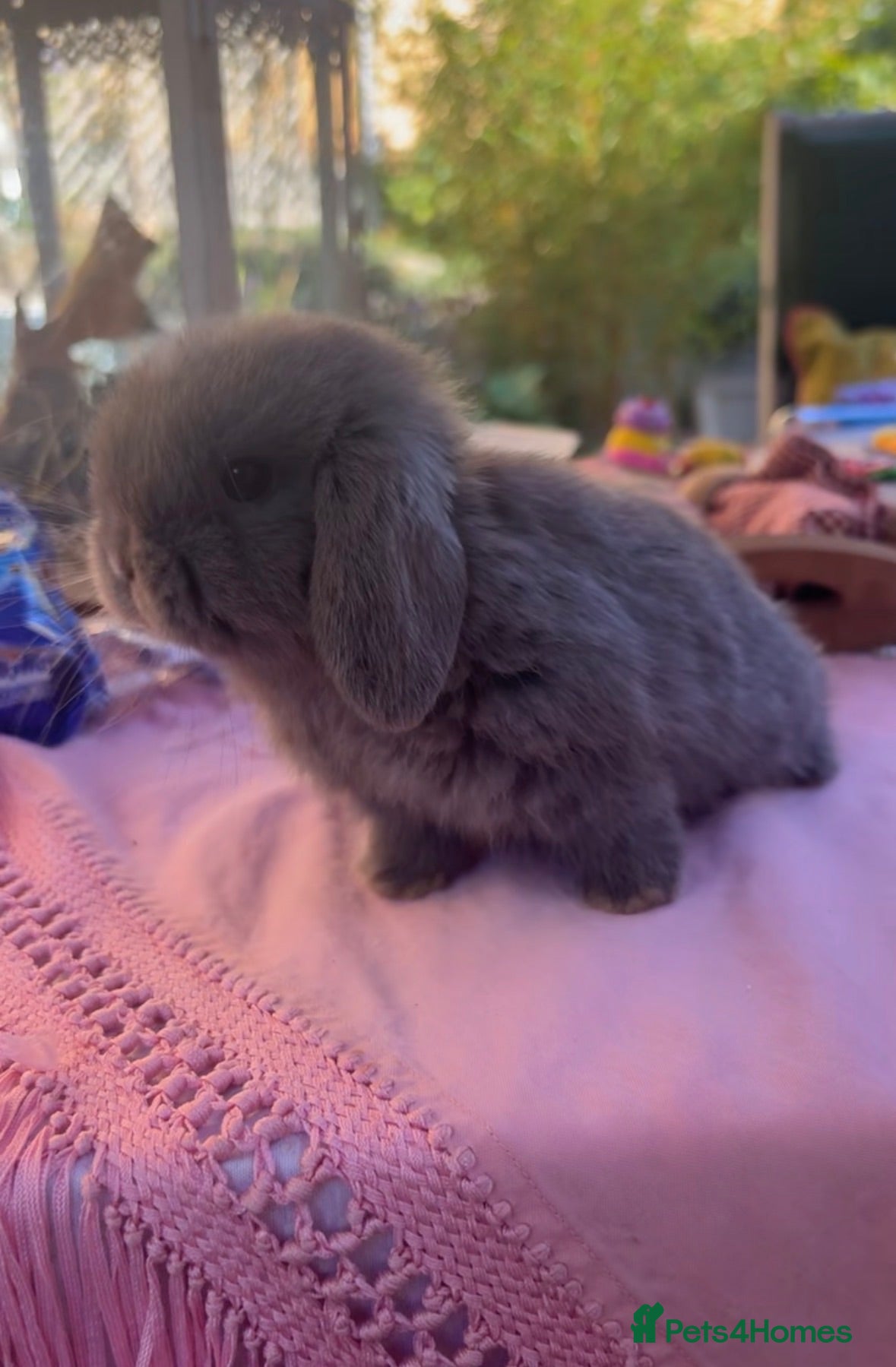 Mini Lop rabbits 3 Beautiful baby boy mini lops needing good homes - Advert 1