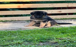 German Shepherd dogs for sale: KC show line German Shepherd puppies - Image 21