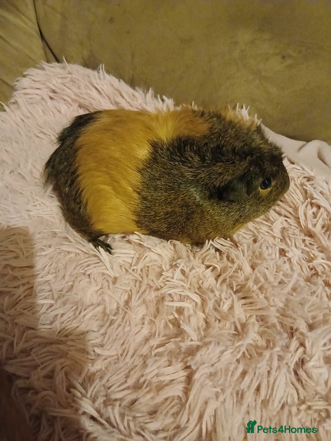 Guinea Pig rodents for sale: Two female guinea pigs - Image 5