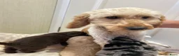 Mixed Breed dogs for sale: Pomapoos  - Advert 2