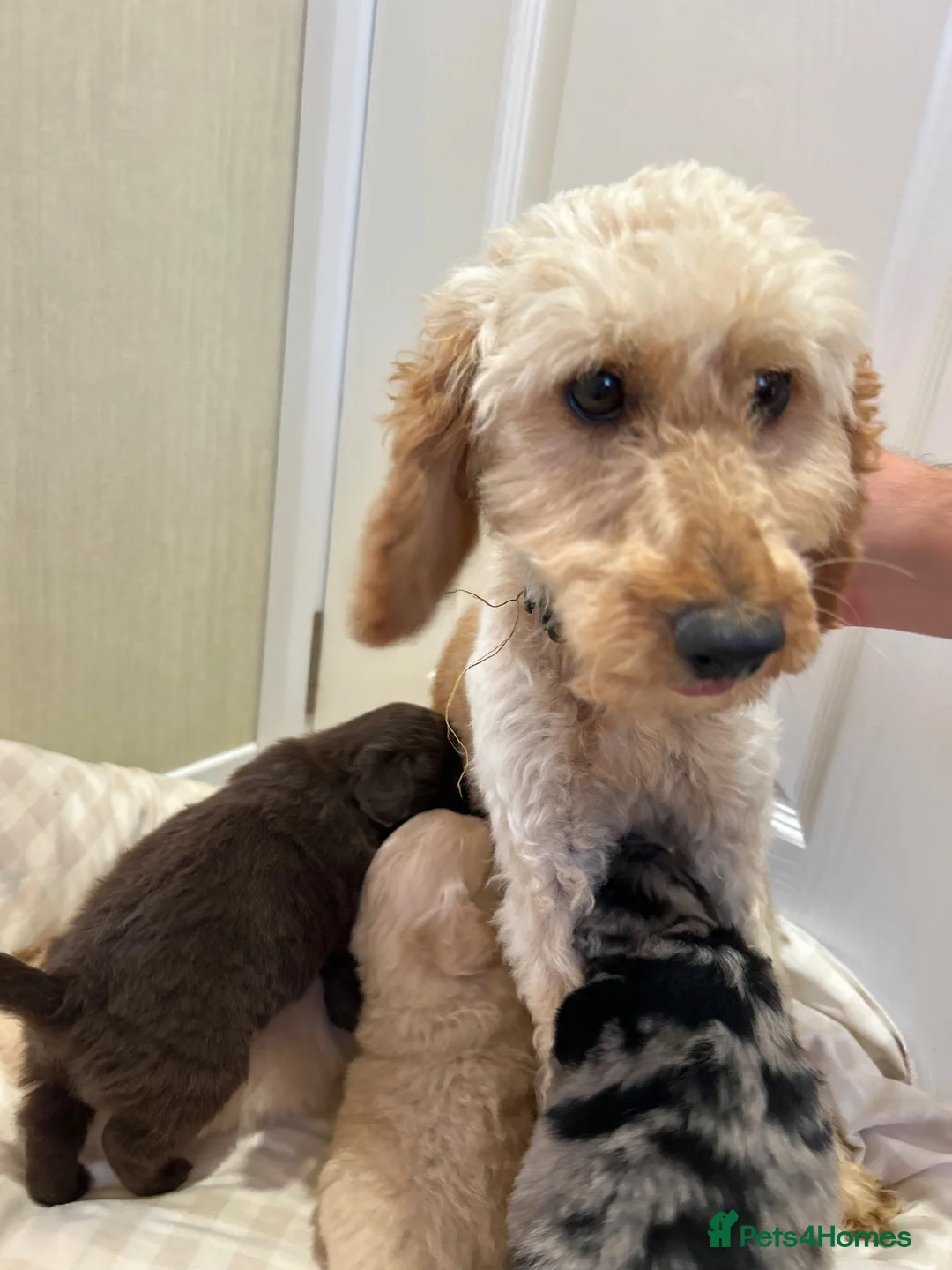 Mixed Breed dogs for sale: Pomapoos  - Advert 2