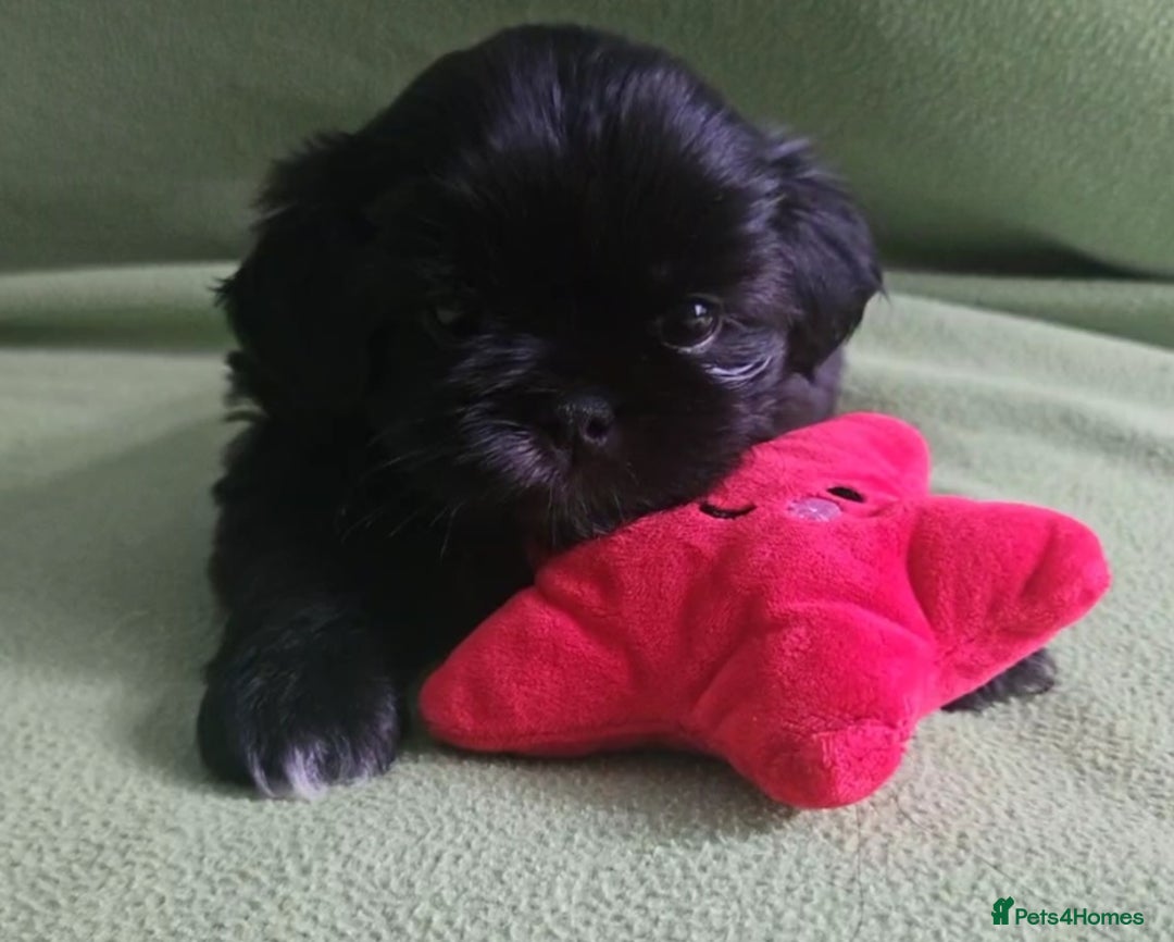 Shih Tzu dogs for sale: Imperial Shih tzu Puppies - Image 18