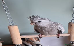 Cockatiels birds for sale: Baby cocktails hand reared and very tame ready now - Image 5