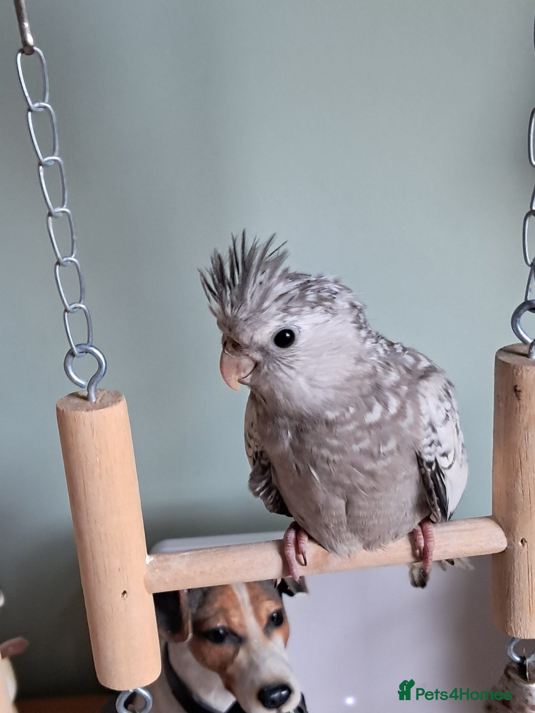 Cockatiels birds for sale: Baby cocktails hand reared and very tame ready now - Image 5