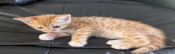 Mixed Breed cats for sale: Adorable Kittens Ready for Their Forever Homes in Purfleet - Advert 7