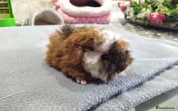 Guinea Pig rodents for sale: Five gorgeous male guinea pigs different breeds in Milnthorpe - Image 24