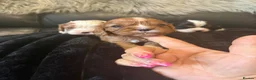 Cavalier King Charles Spaniel dogs for sale: Kc cavalier puppies dna clear  - Advert 14