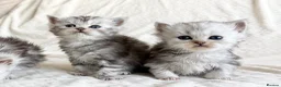 Persian cats for sale: Affectionate and beautiful persian kittens  - Advert 5