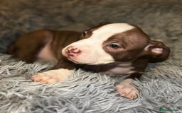 American Bully dogs for sale: pocket bully pups looking for there forever home  - Image 25
